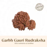 Nepal Origin Garbh Gauri Rudraksha - 17mm - 22mm