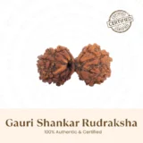 Nepal Origin Gauri Shankar Rudraksha - 17mm to 22mm