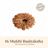 Nepal Origin 16 Mukhi Rudraksha - 17mm to 22mm