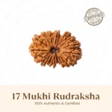 Nepal Origin 17 Mukhi Rudraksha - 17mm to 22mm