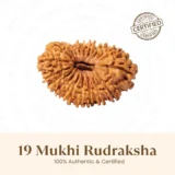 Nepal Origin 19 Mukhi Rudraksha - 17mm to 22mm