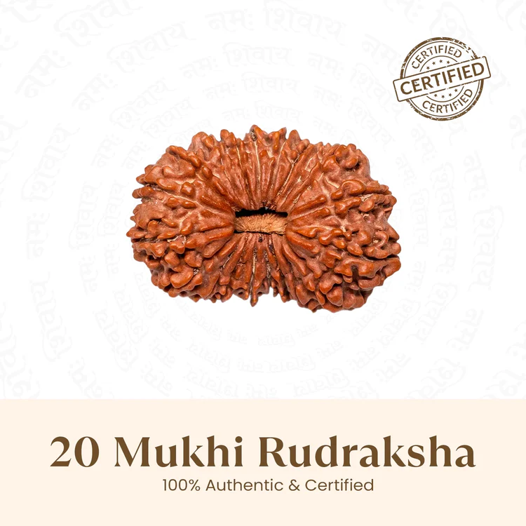 Nepal Origin 20 Mukhi Rudraksha - 17mm to 22mm