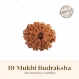 Nepal Origin 10 Mukhi Rudraksha - 17mm to 22mm