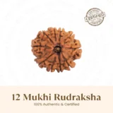 Nepal Origin 12 Mukhi Rudraksha - 17mm to 22mm