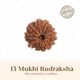 Nepal Origin 13 Mukhi Rudraksha - 17mm to 22mm