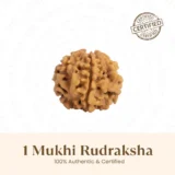 Nepal Origin 1 Mukhi Rudraksha - 17mm to 22mm