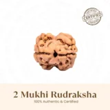 Nepal Origin 2 Mukhi Rudraksha - 17mm to 22mm