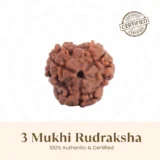 Nepal Origin 3 Mukhi Rudraksha - 17mm to 22mm