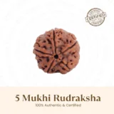 Nepal Origin 5 Mukhi Rudraksha - 17mm to 22mm